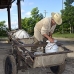 milkman_juc_v_0014_cub1316.jpg